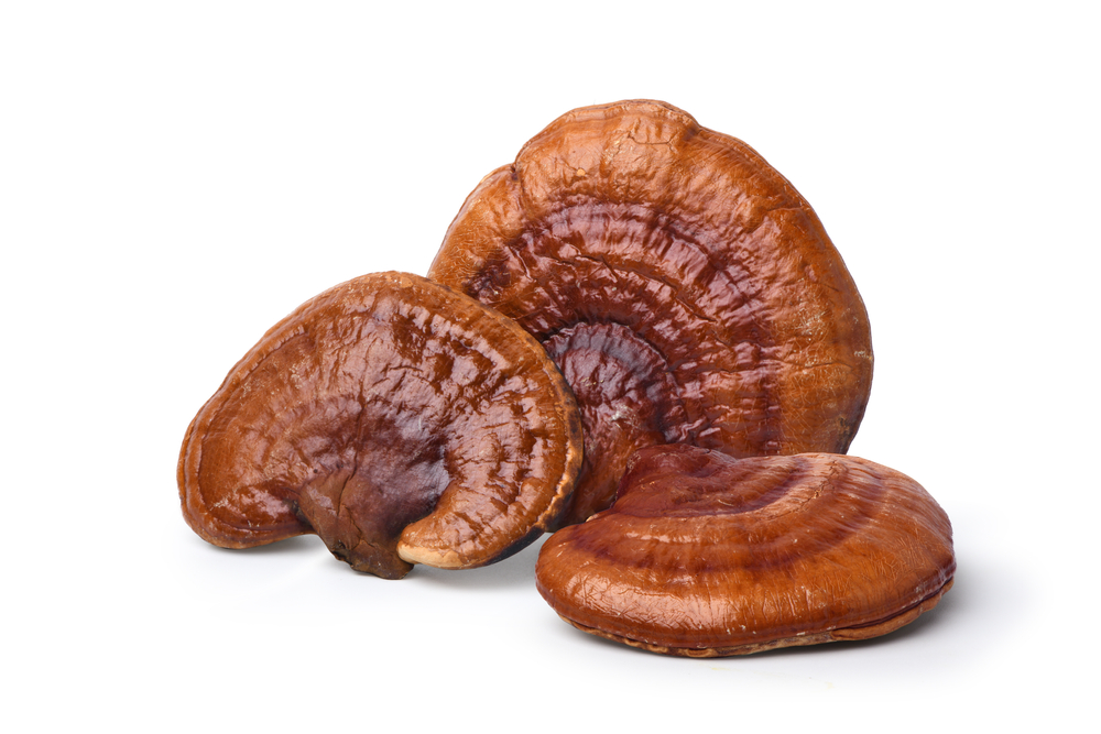 Raudona, Reishi, grybai, izoliuotas, ant, balta, fonas., iškarpymas, kelias.