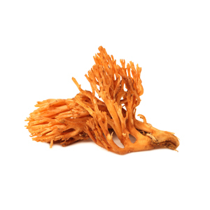 pakabinti cordyceps1