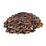 Ištrauka Coriolus 50%