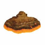 BIO milteliai Chaga