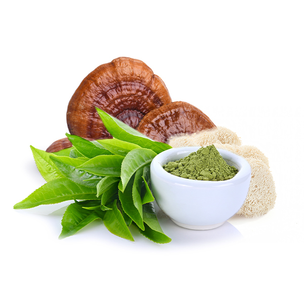 Žalia šokolado spalva su Gyukoro, Reishi ir Hericiem