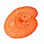 Reishi ekstraktas 30%
